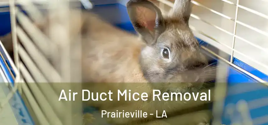  Air Duct Mice Removal Prairieville - LA
